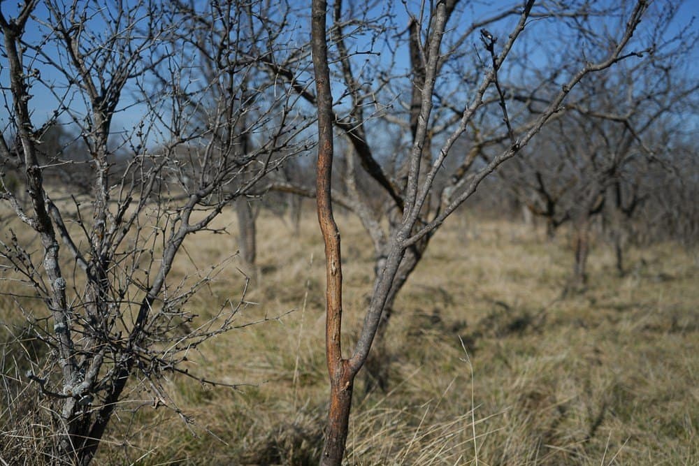 43 acres in McCulloch County - photo 21