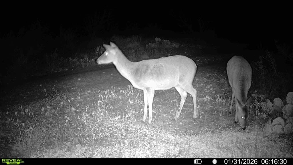 43 acres in McCulloch County - photo 59