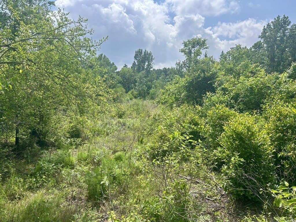 2.36 acres in Texas County - photo 6