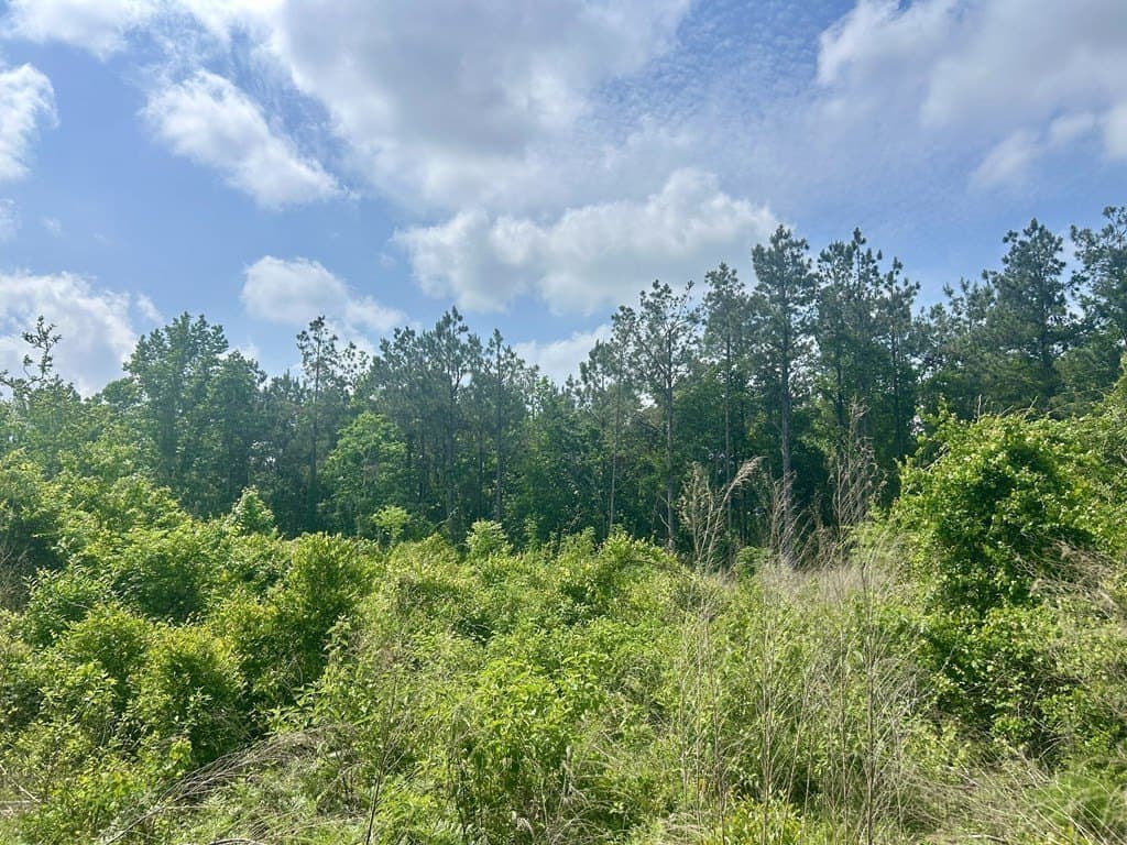 2.36 acres in Texas County - photo 7