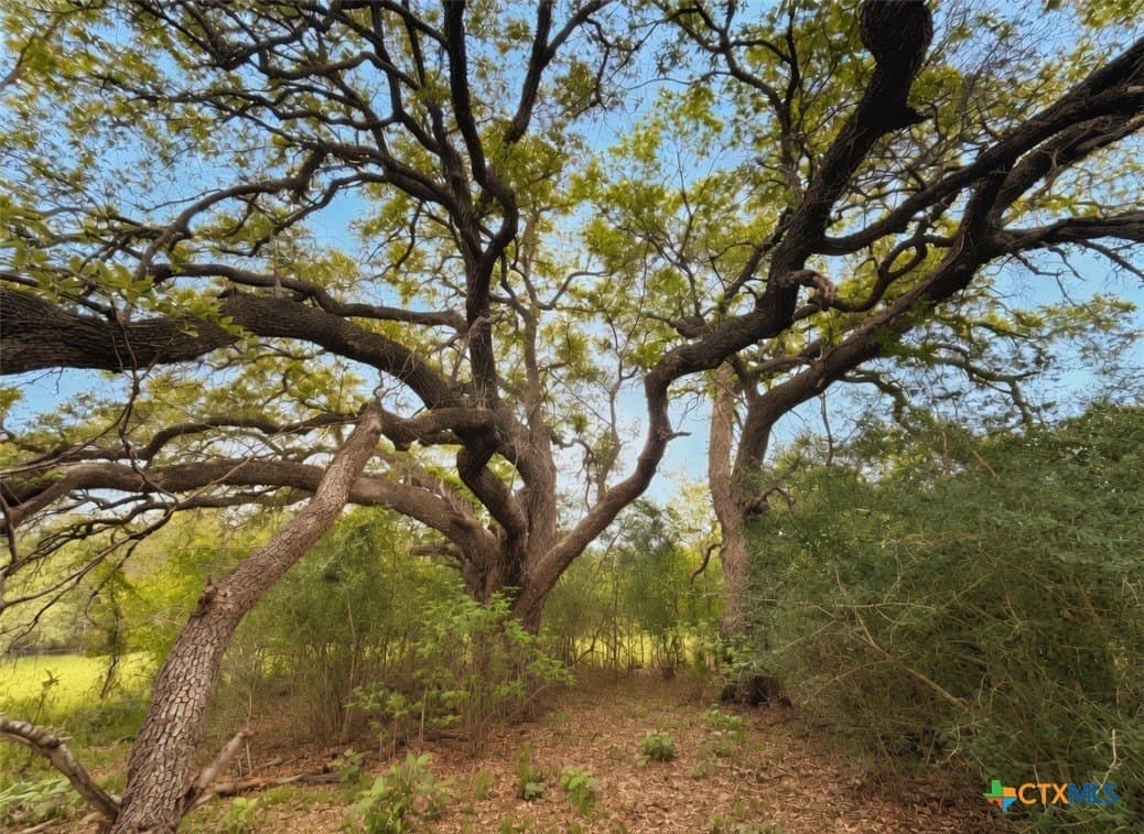 31.3 acres in Gonzales County featured view