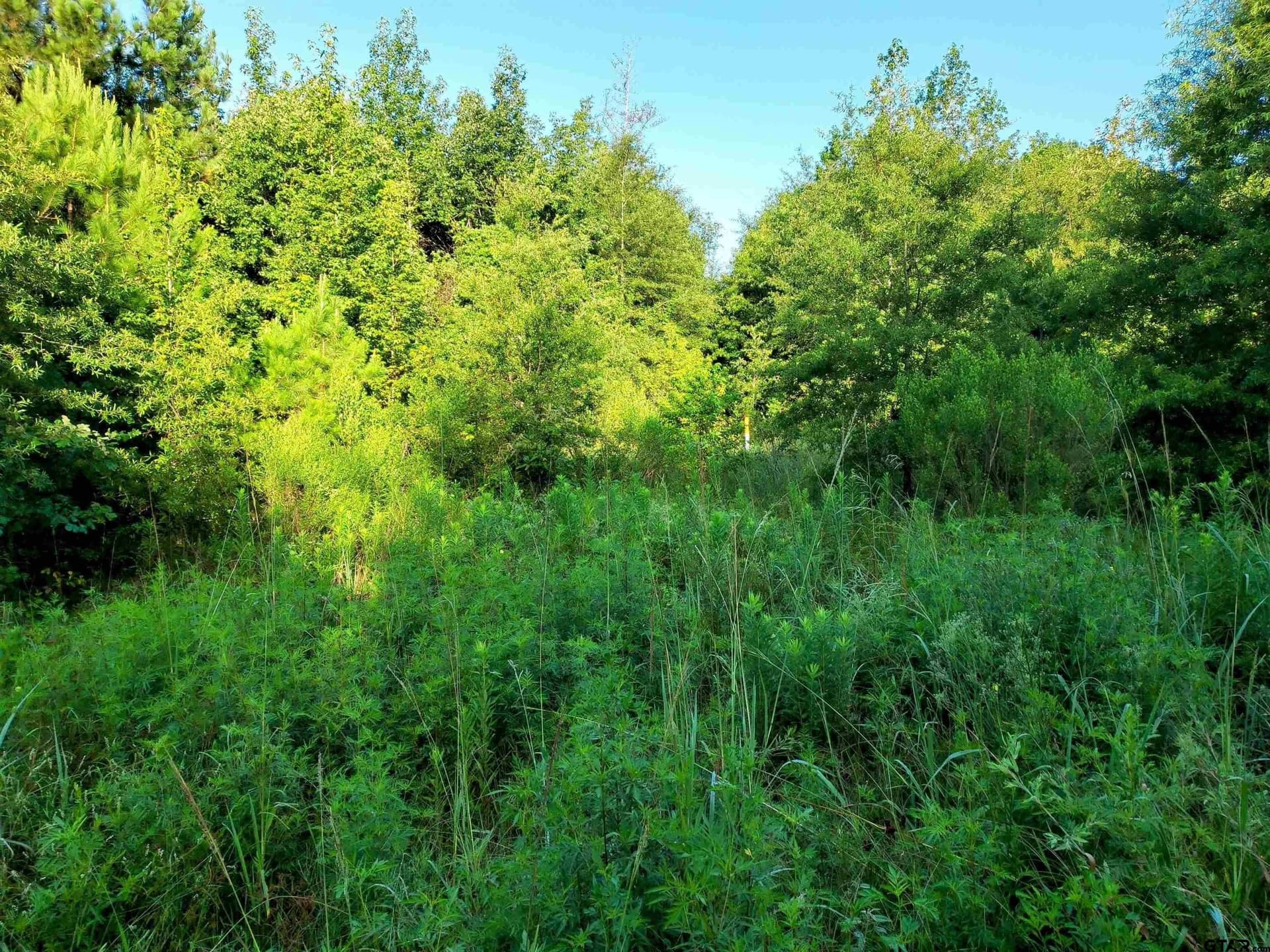 10.62 acres in Wood County featured view