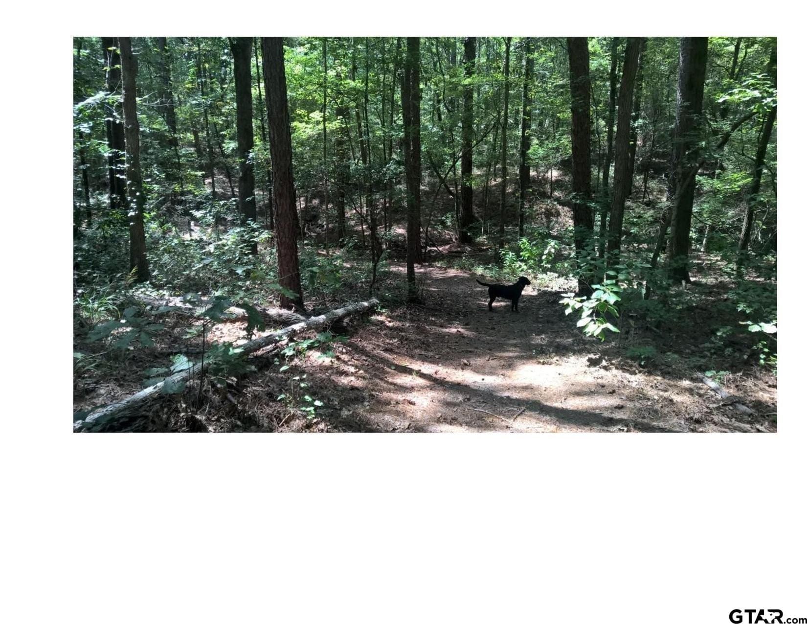 35.47 acres in Wood County - photo 9
