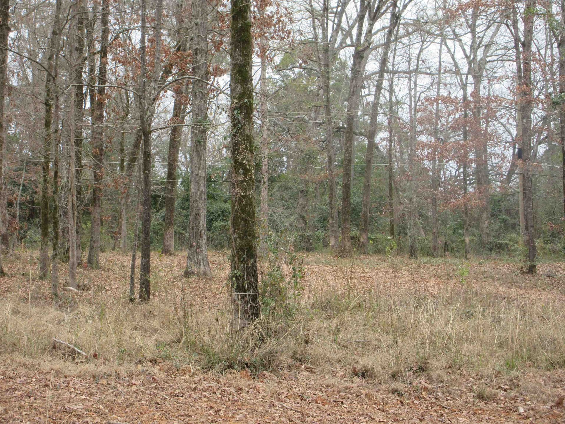 0.82 acres in Gregg County gallery image 3