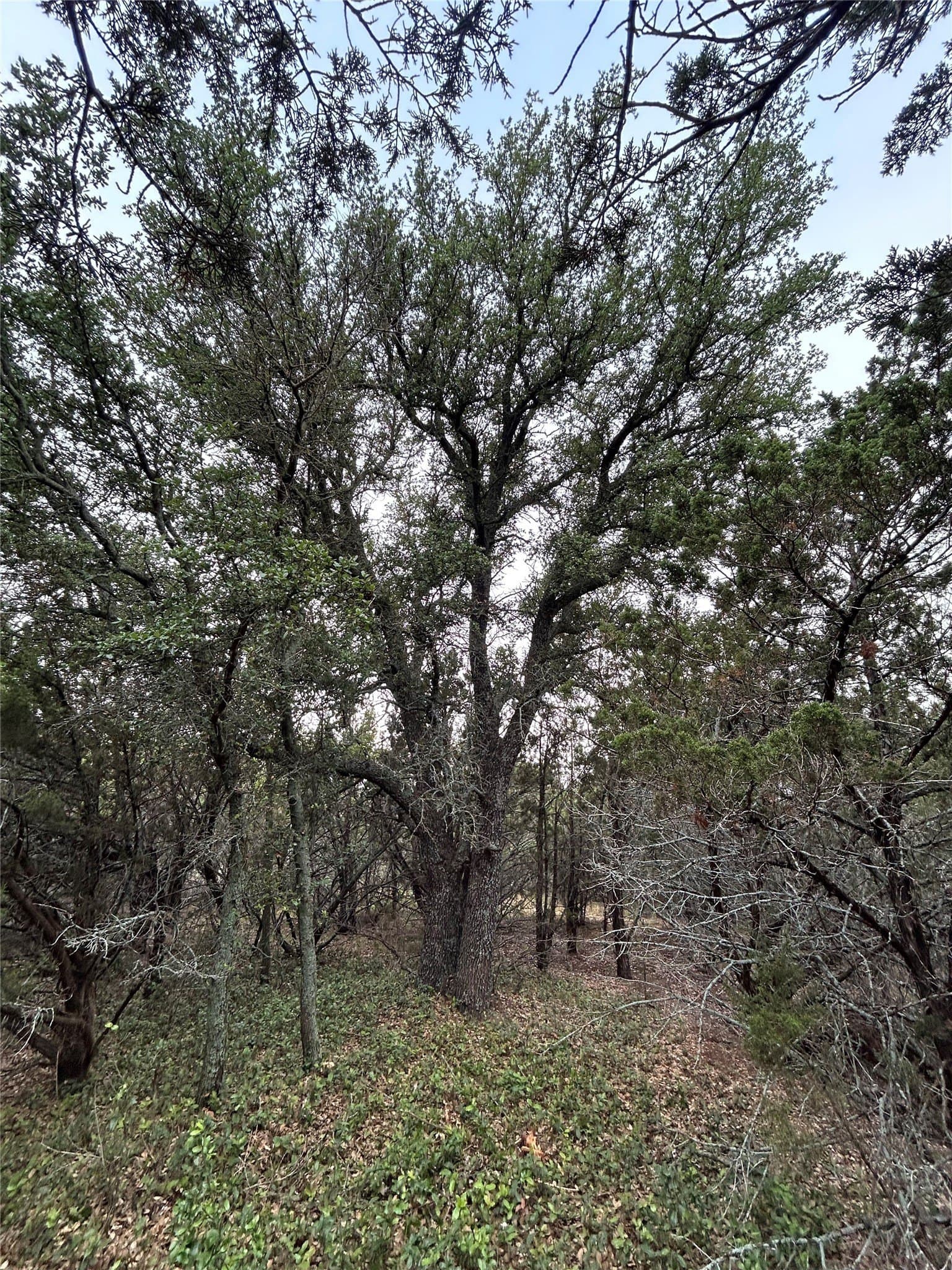 1.99 acres in Taylor County - photo 9