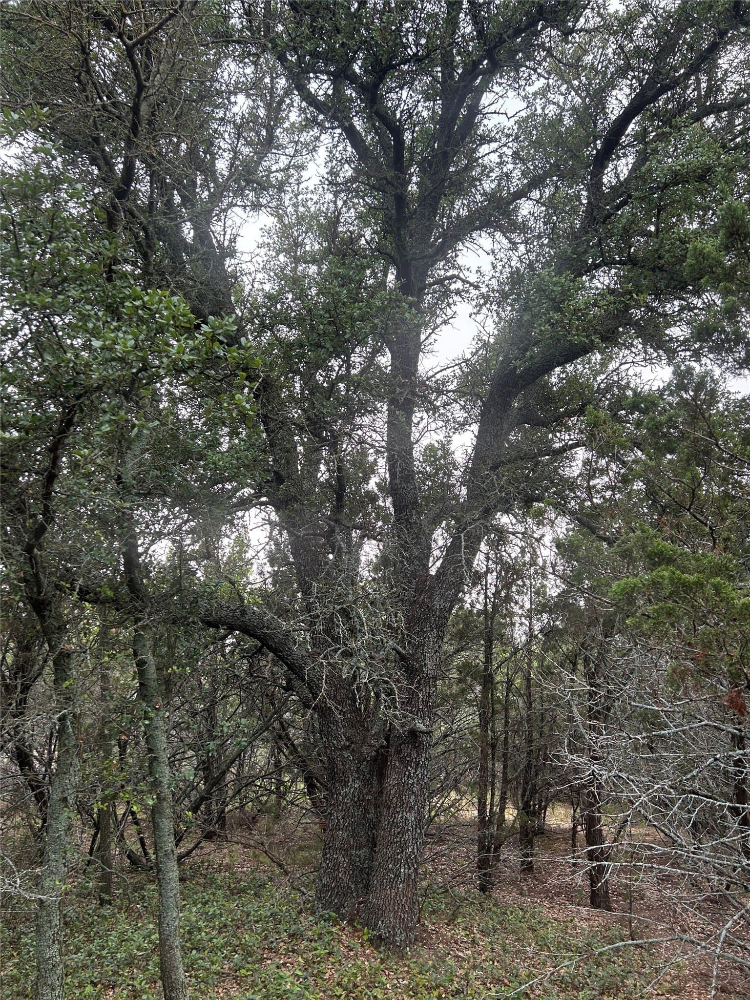 1.99 acres in Taylor County - photo 10
