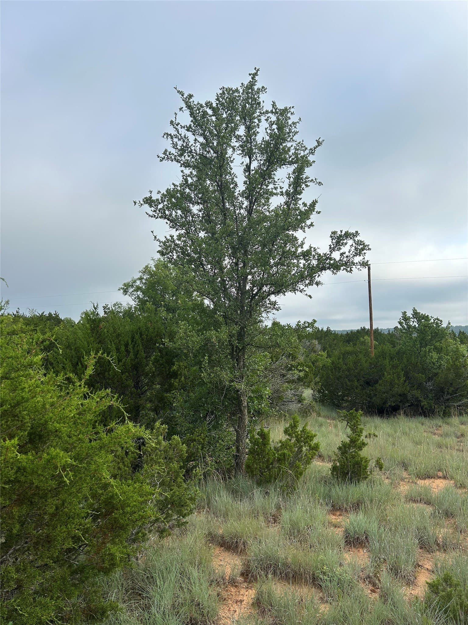 1.99 acres in Taylor County - photo 7