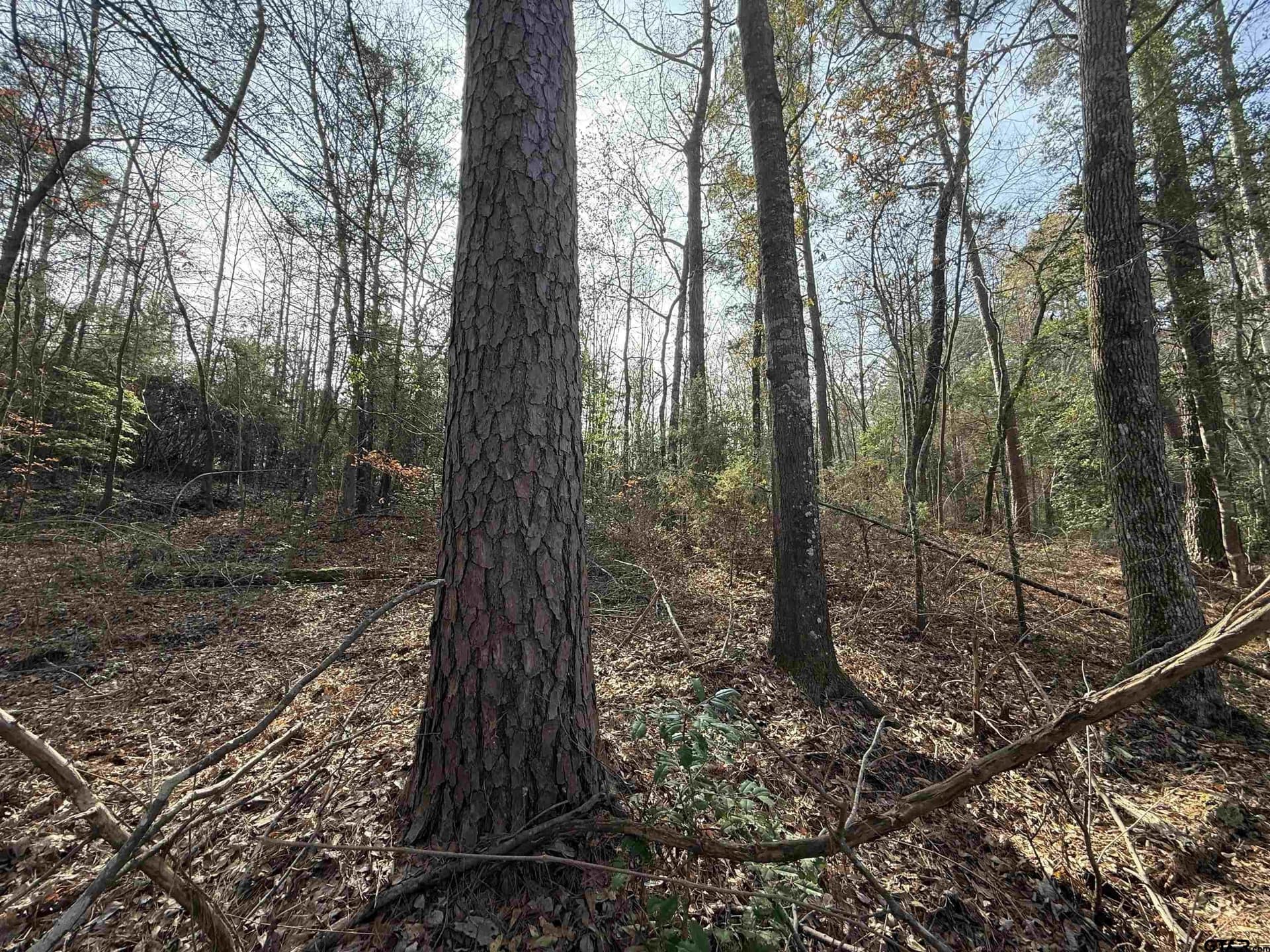 11 acres in Cass County - photo 2