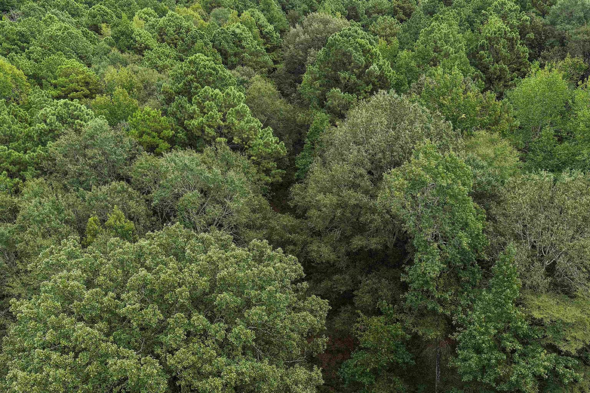 18.7 acres in Gregg County - photo 6