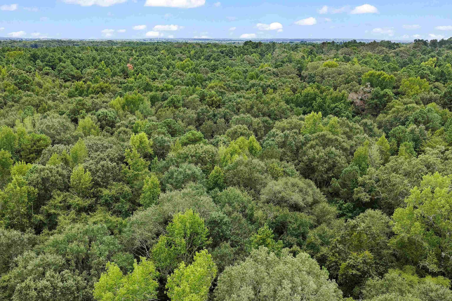 18.7 acres in Gregg County - photo 5
