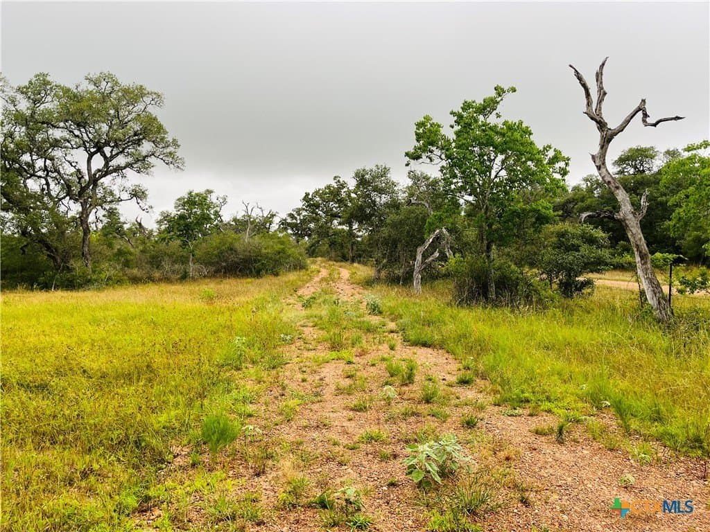 23 acres in DeWitt County gallery image 2