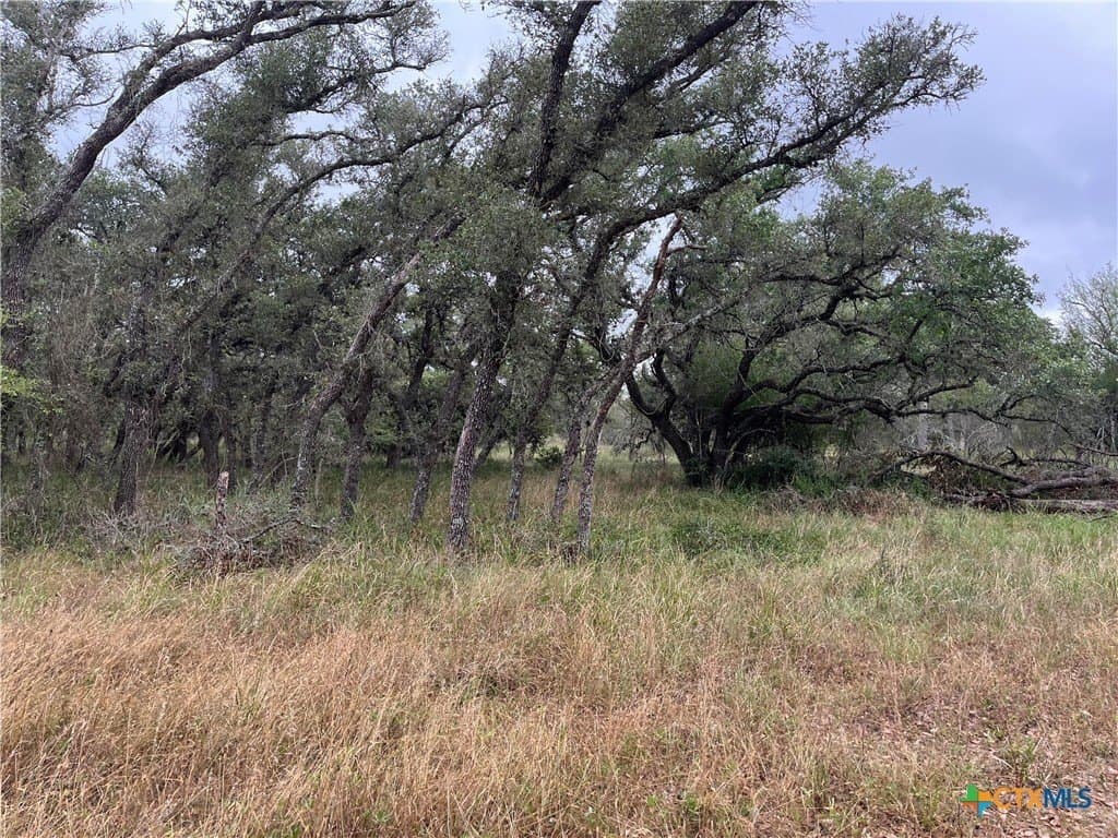 23 acres in DeWitt County gallery image 4