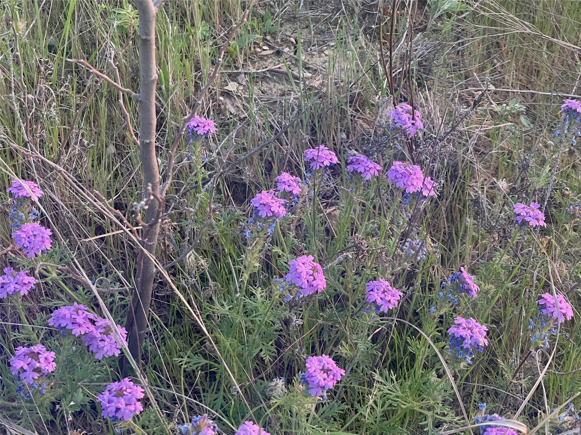2.02 acres in Palo Pinto County - photo 16