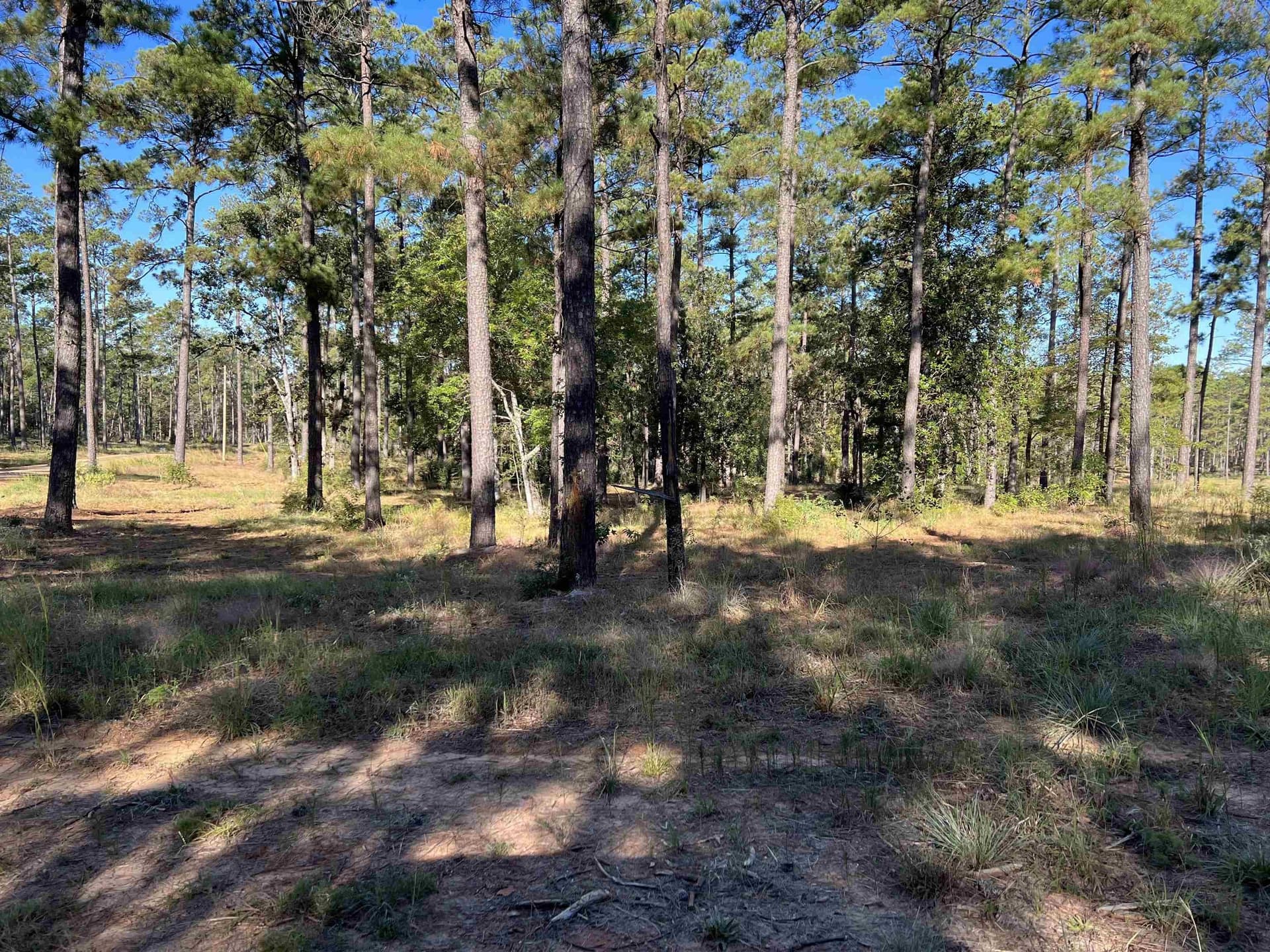 1.03 acres in Texas County gallery image 3