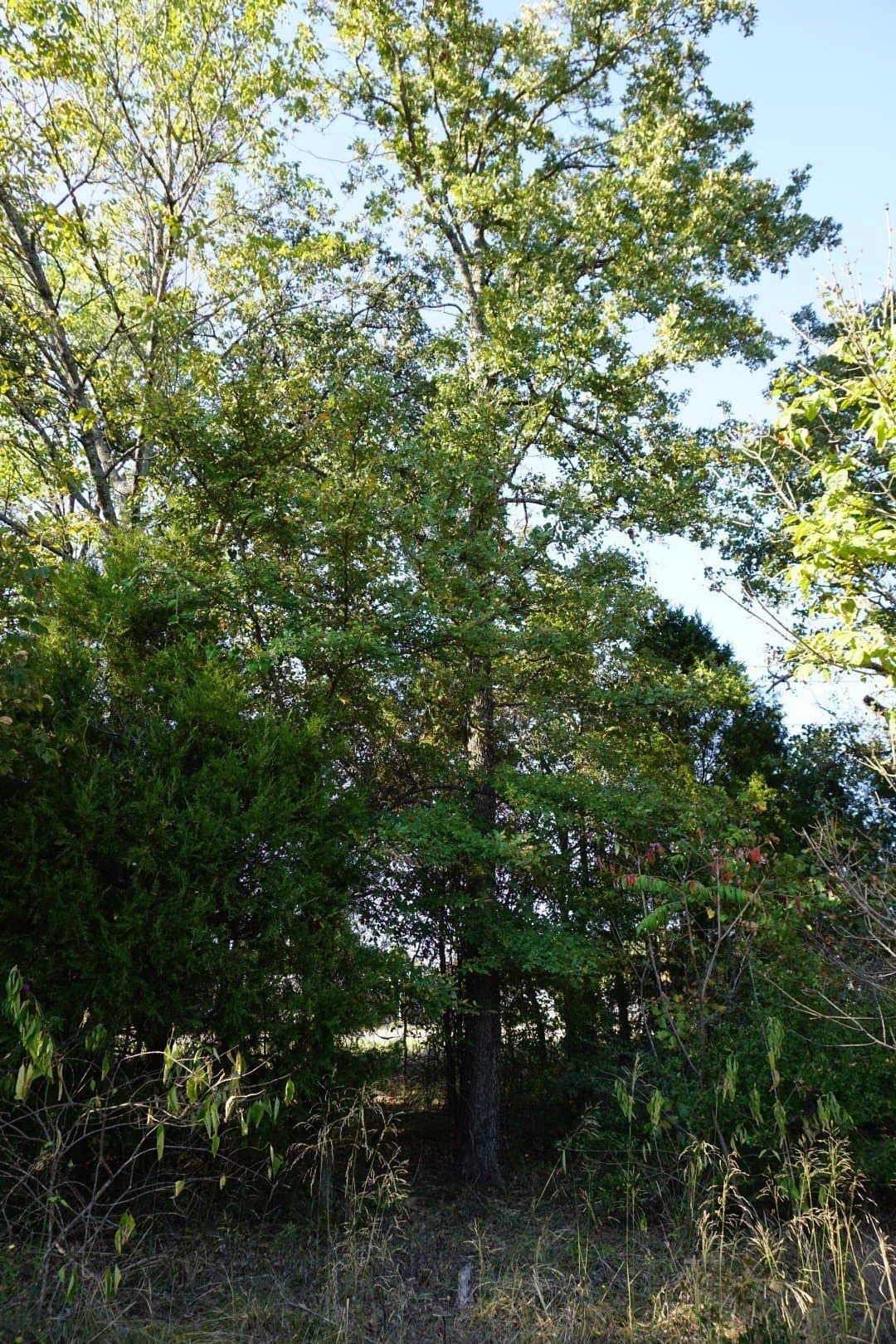 0.25 acres in Henderson County - photo 13