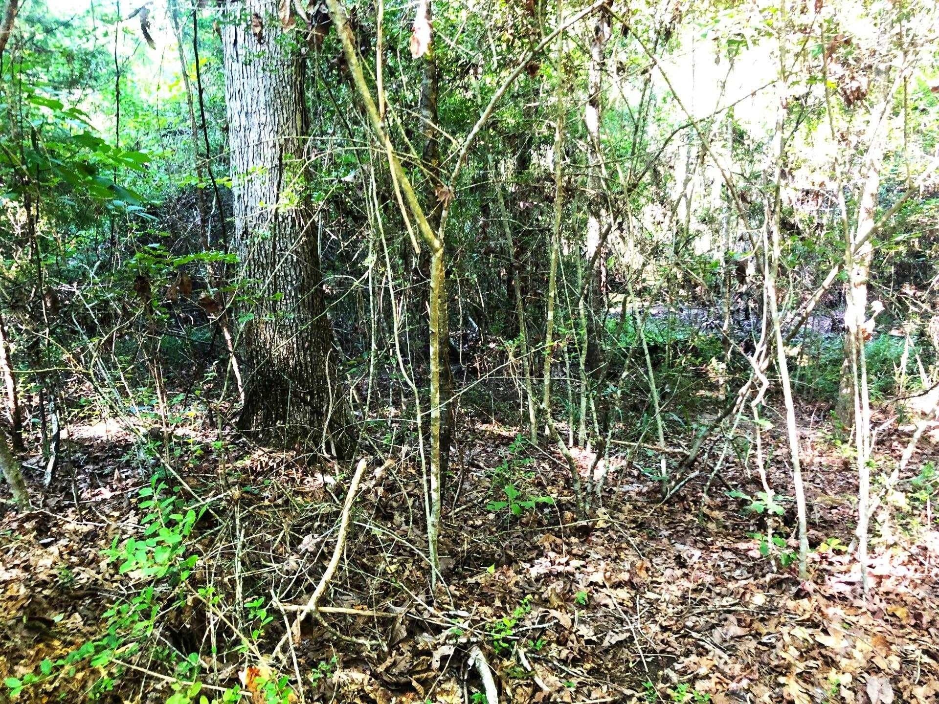 2.1 acres in Texas County gallery image 2