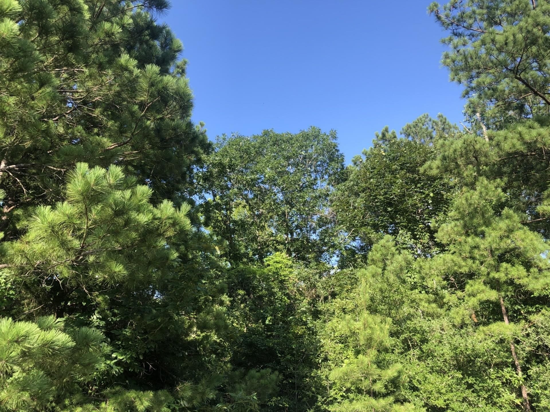 2.1 acres in Texas County gallery image 3