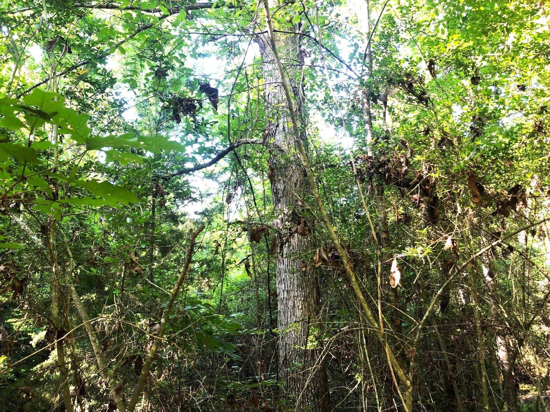 2.1 acres in Texas County