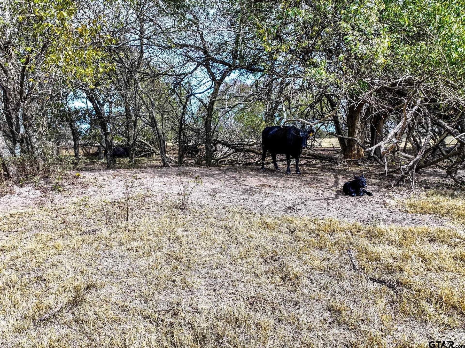 112.08 acres in Hopkins County - photo 21