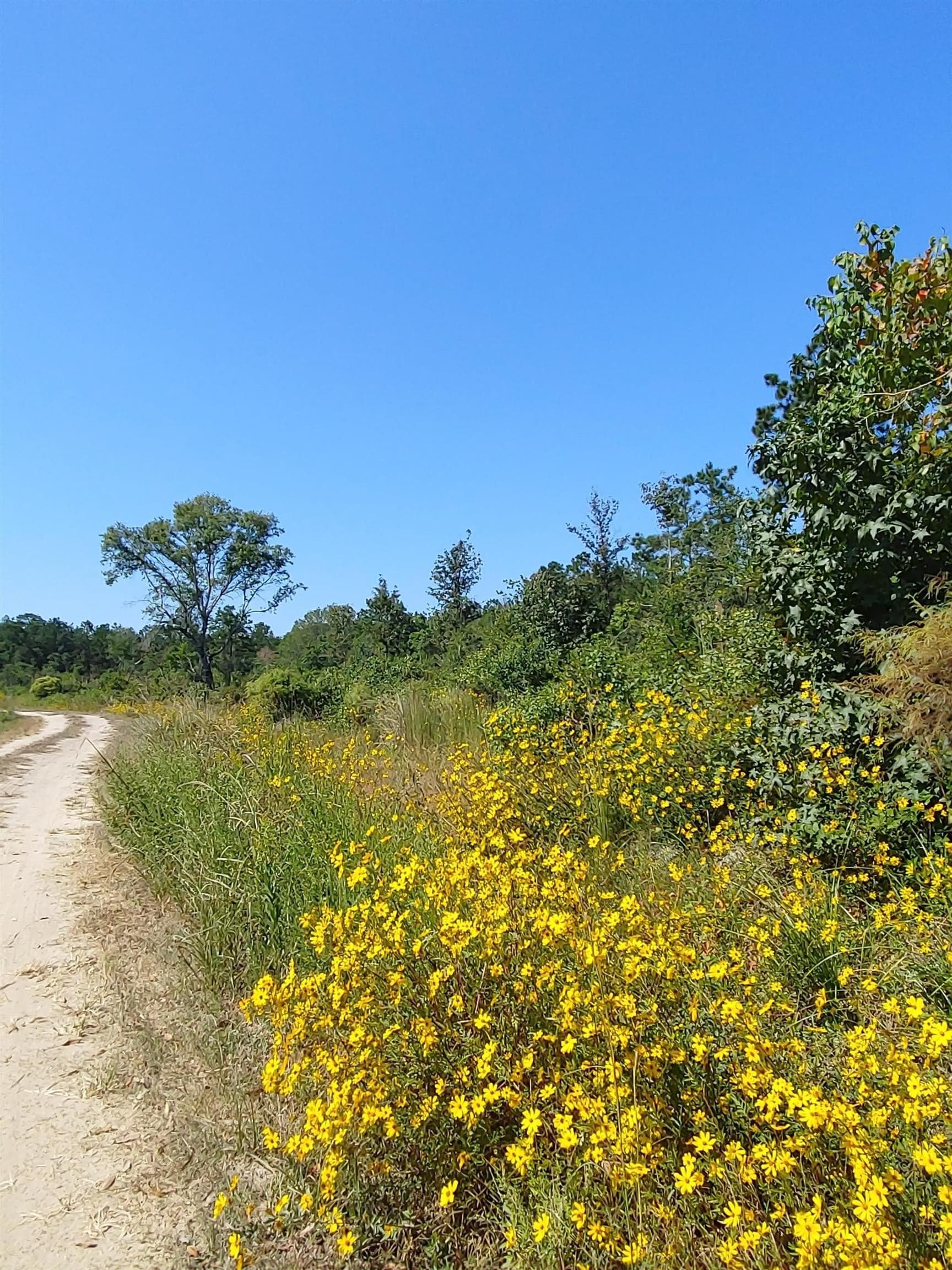 30 acres in Texas County - photo 7