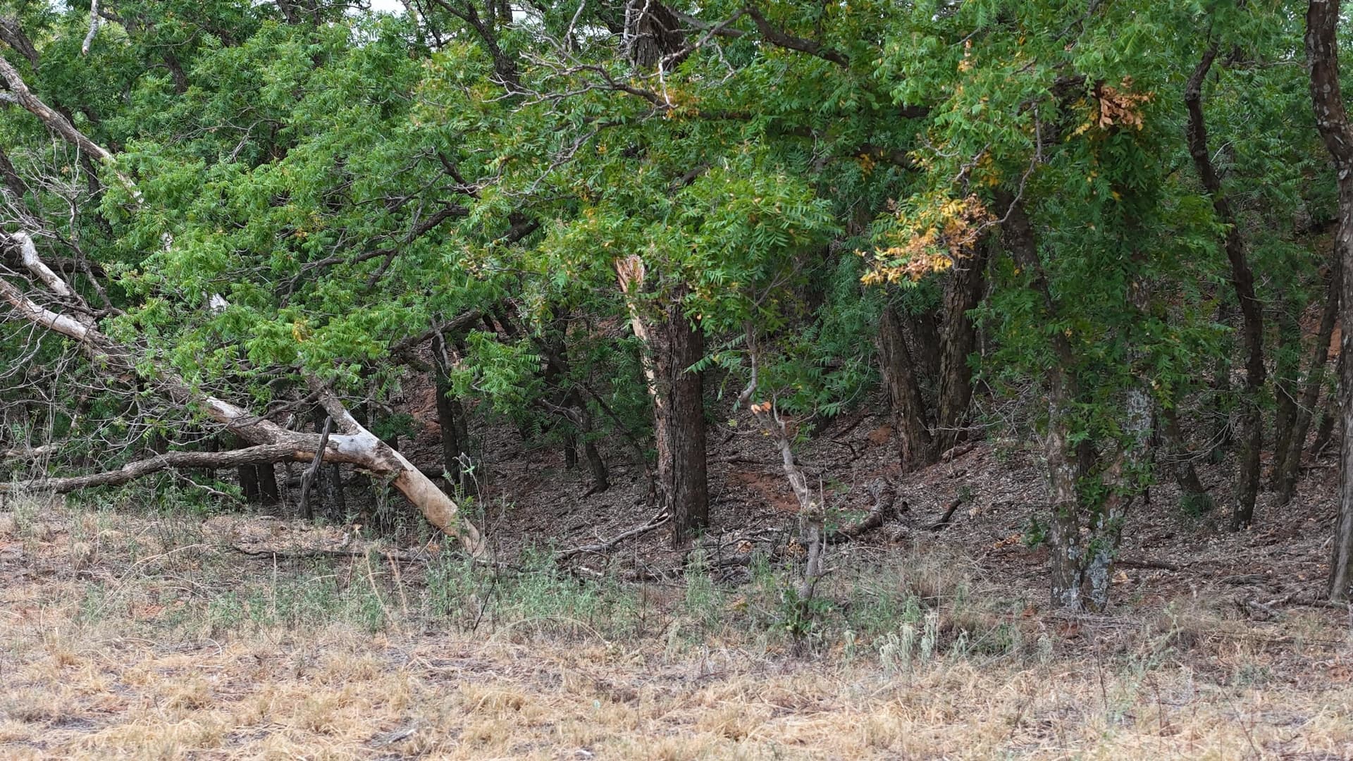 166 acres in Cottle County - photo 19