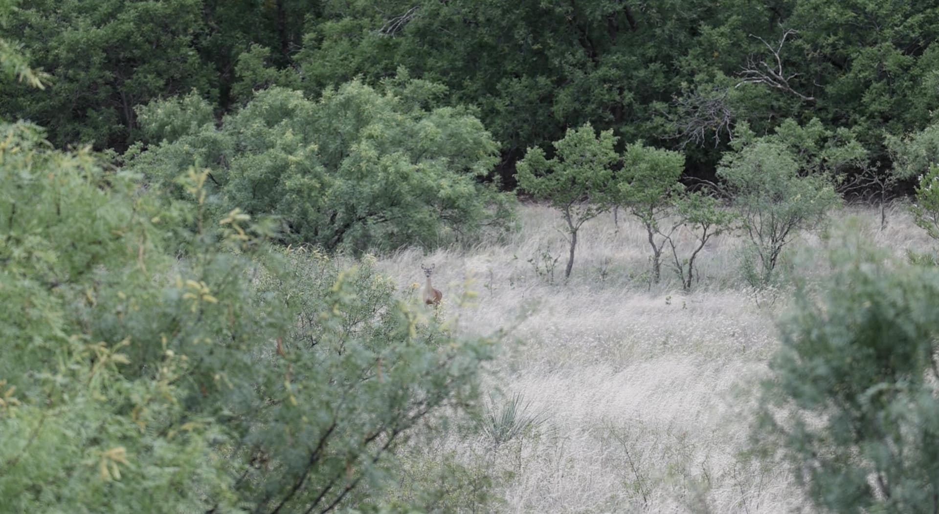 166 acres in Cottle County - photo 25
