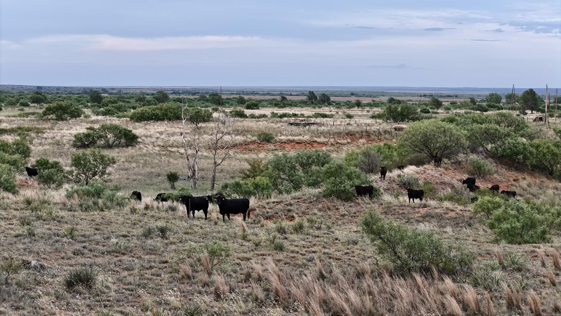 166 acres in Cottle County - photo 6