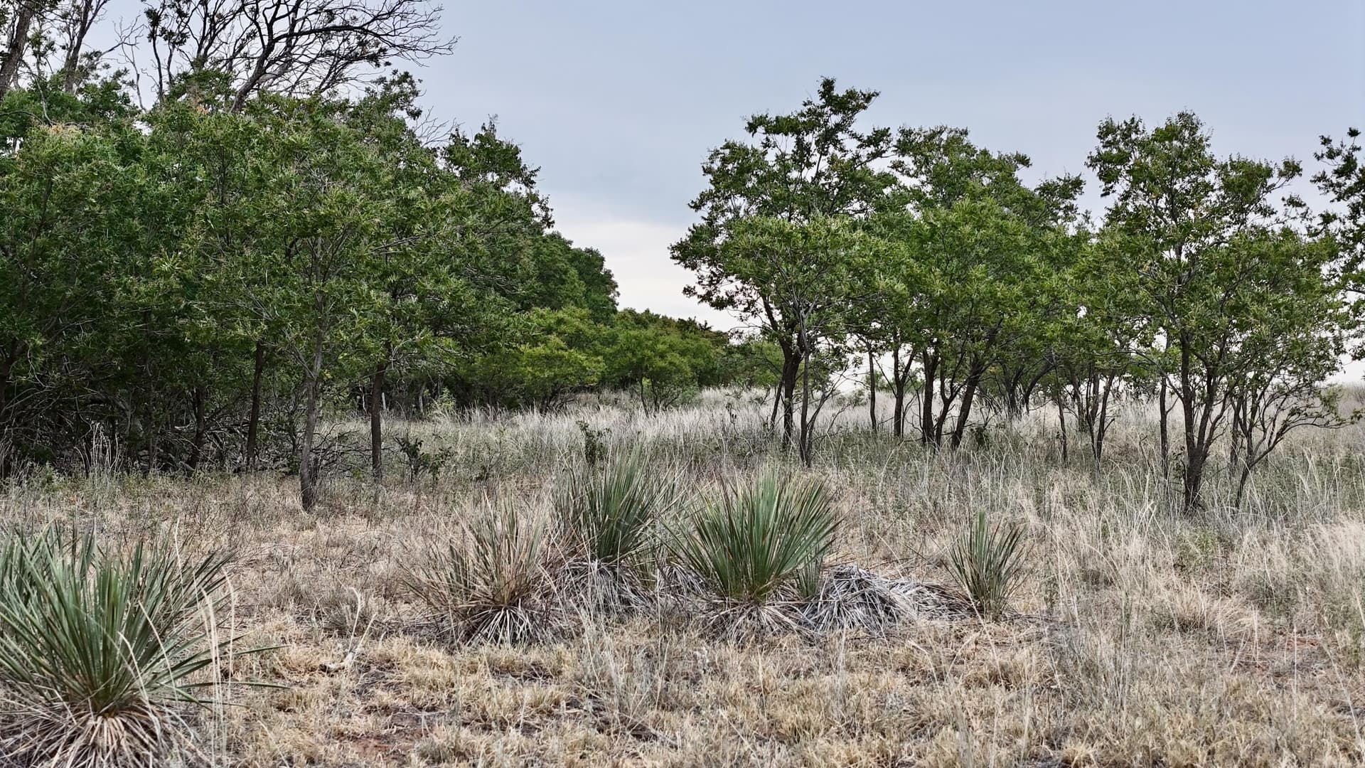 166 acres in Cottle County - photo 18