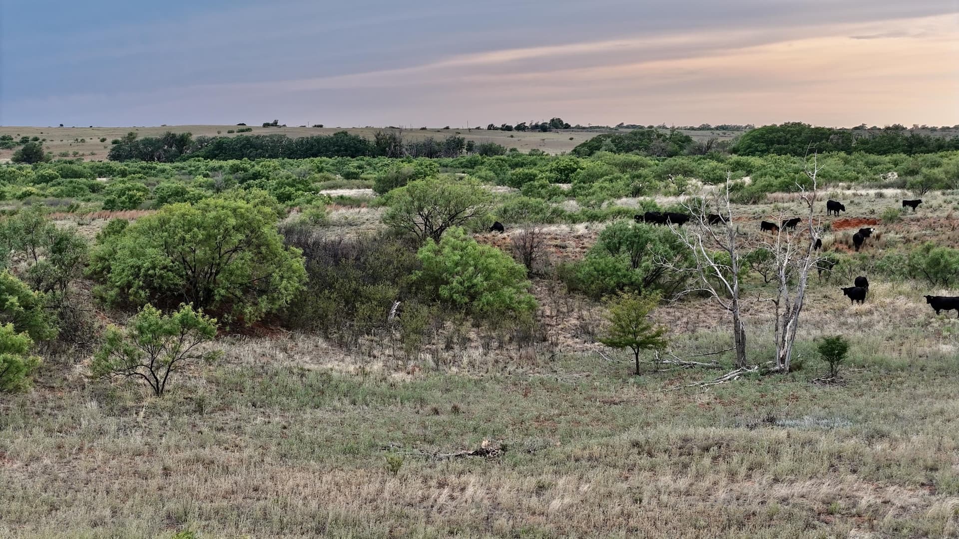 166 acres in Cottle County - photo 9