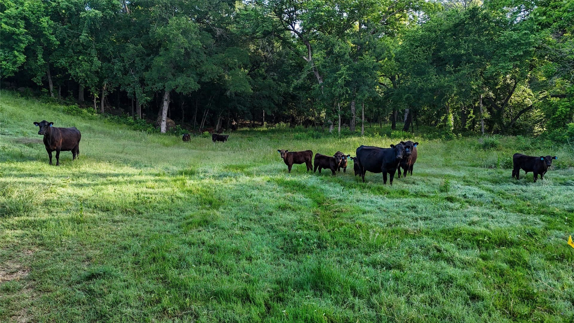 276.87 acres in Wise County - photo 32