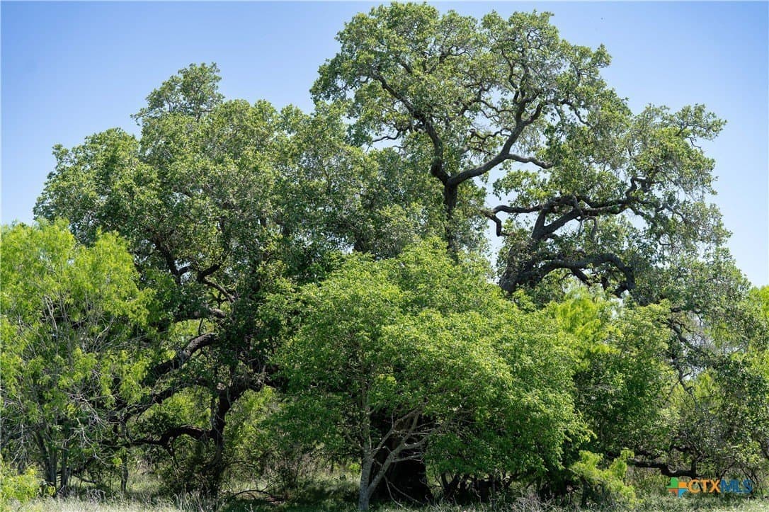 60.01 acres in Gonzales County gallery image 3