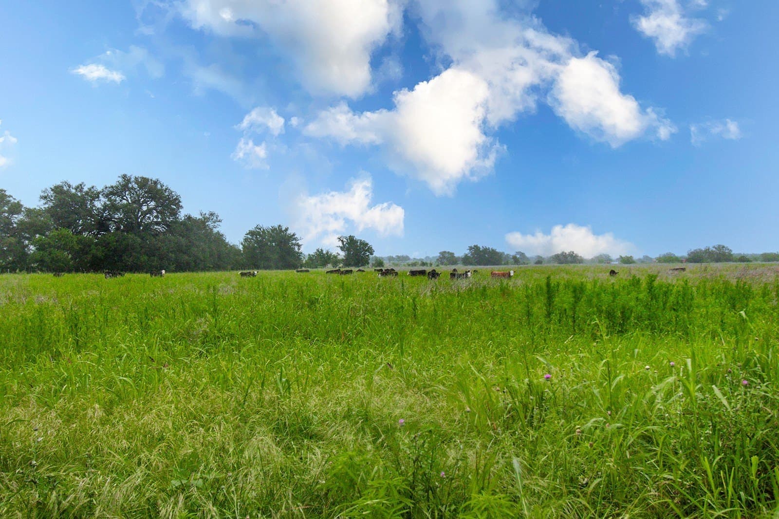 85 acres in Brown County - photo 37