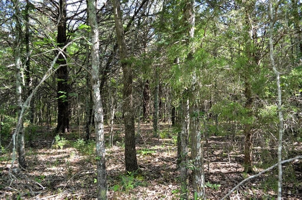 20.2 acres in Van Zandt County - photo 9