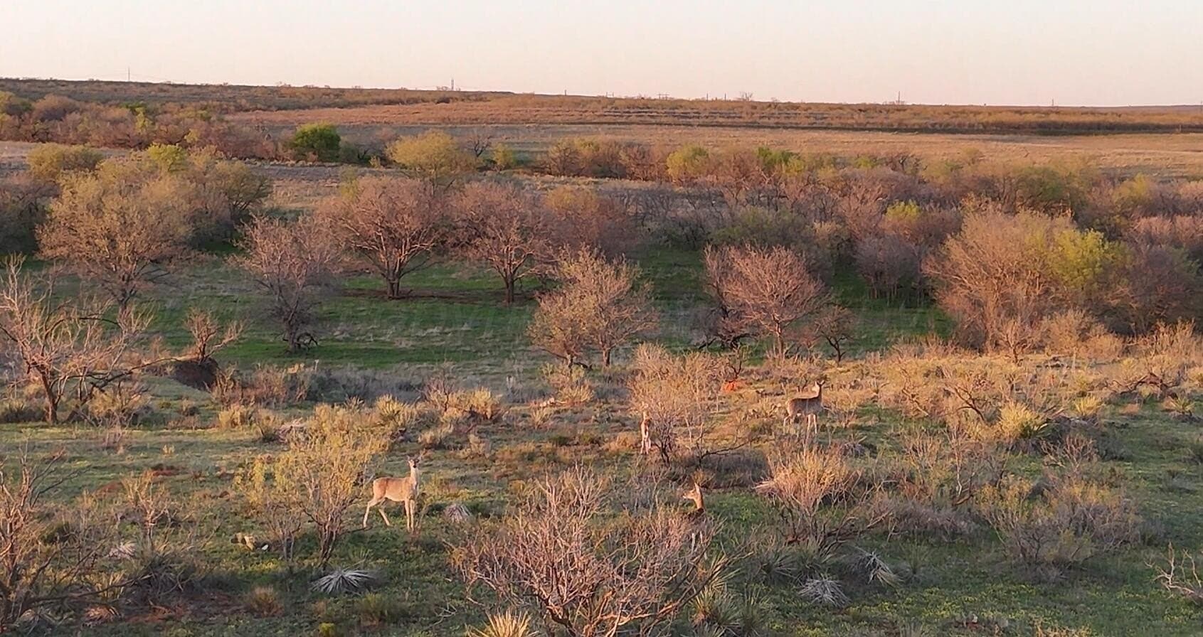 647 acres in Collingsworth County gallery image 2