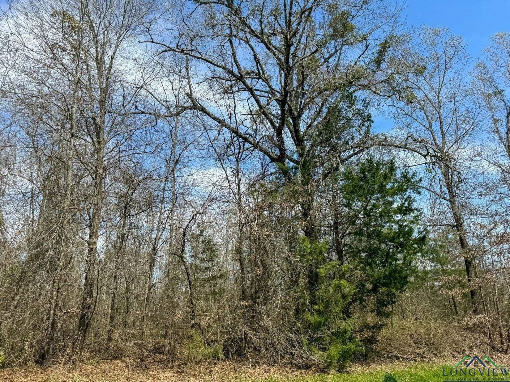 11 acres in Cass County gallery image 2