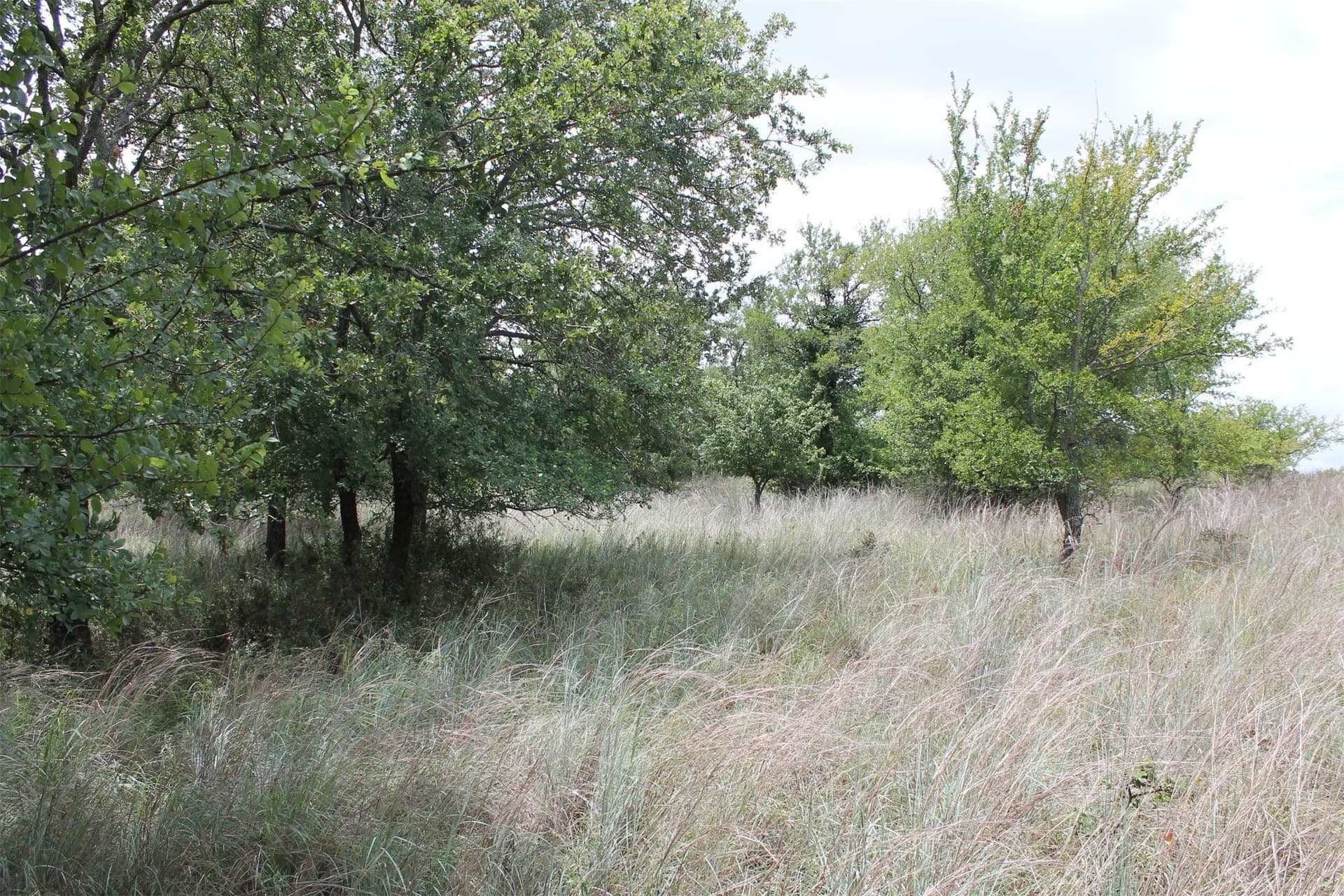 1.51 acres in Wise County gallery image 3