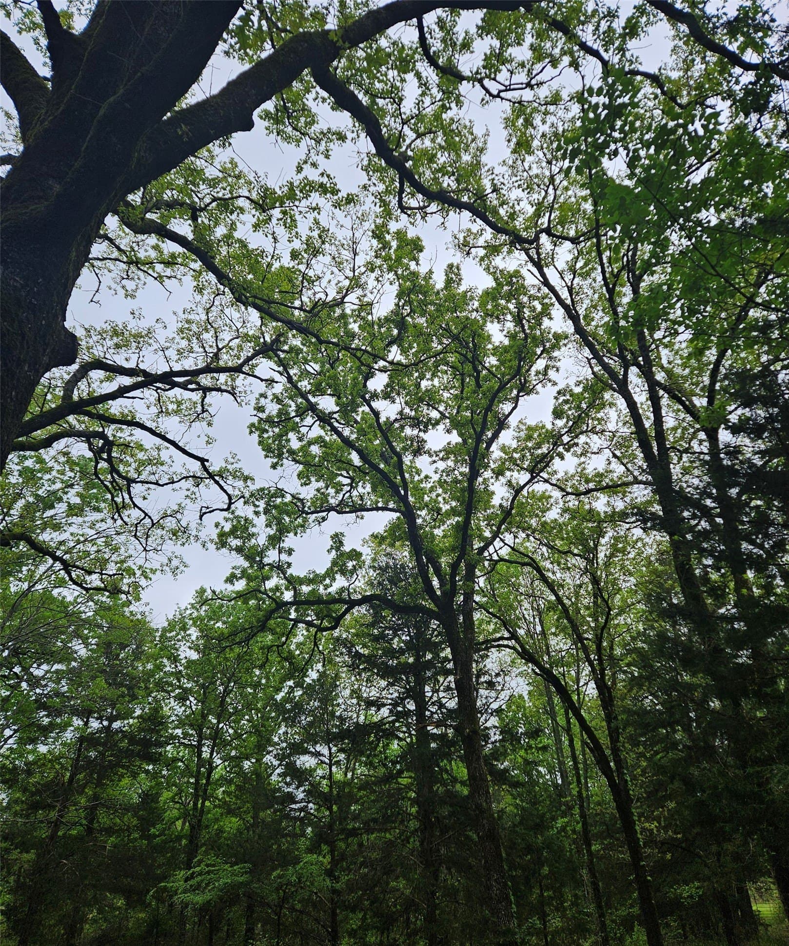 5.21 acres in Henderson County - photo 6