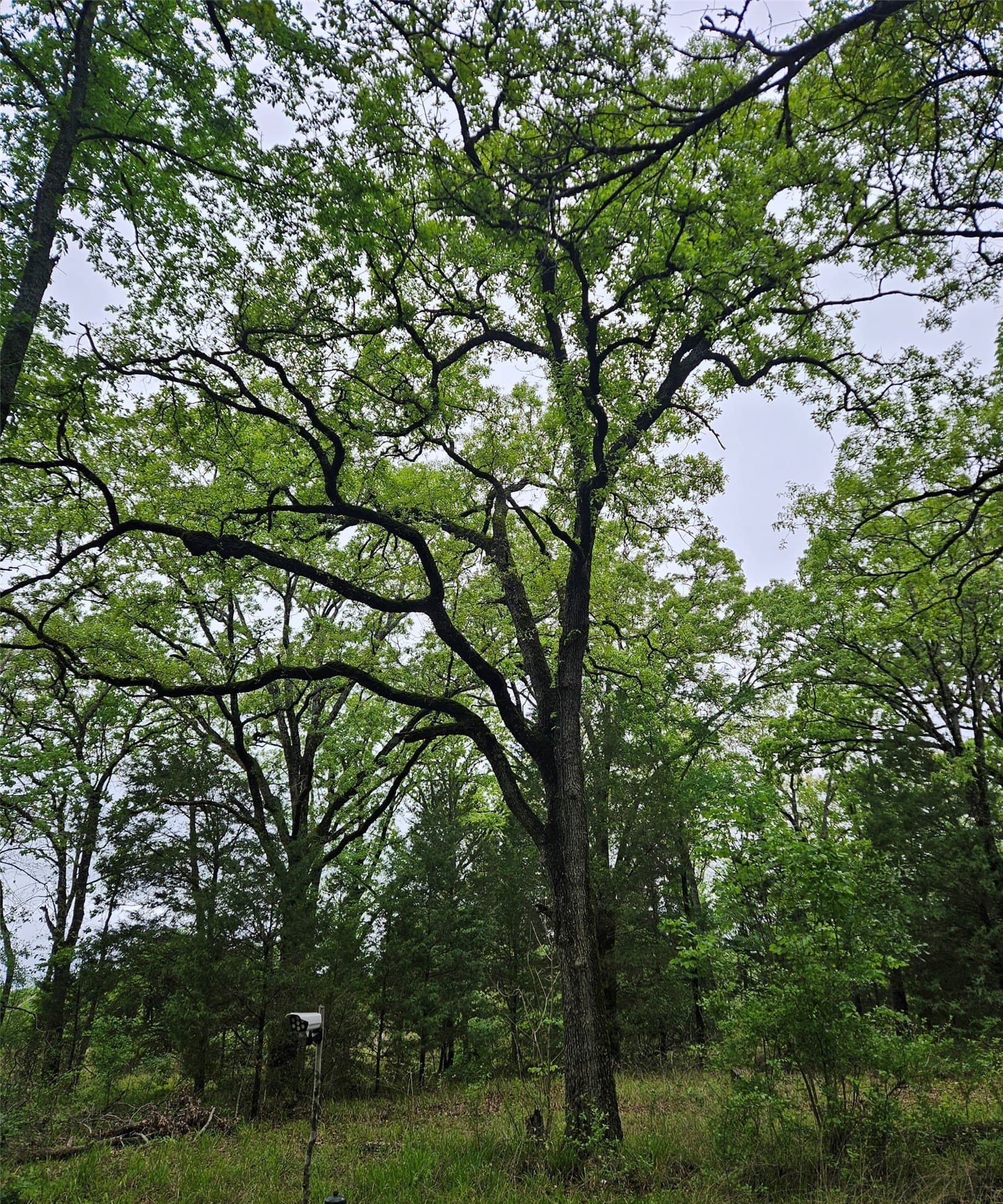 5.21 acres in Henderson County