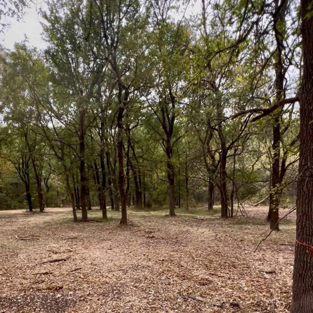 10 acres in Hopkins County - photo 7