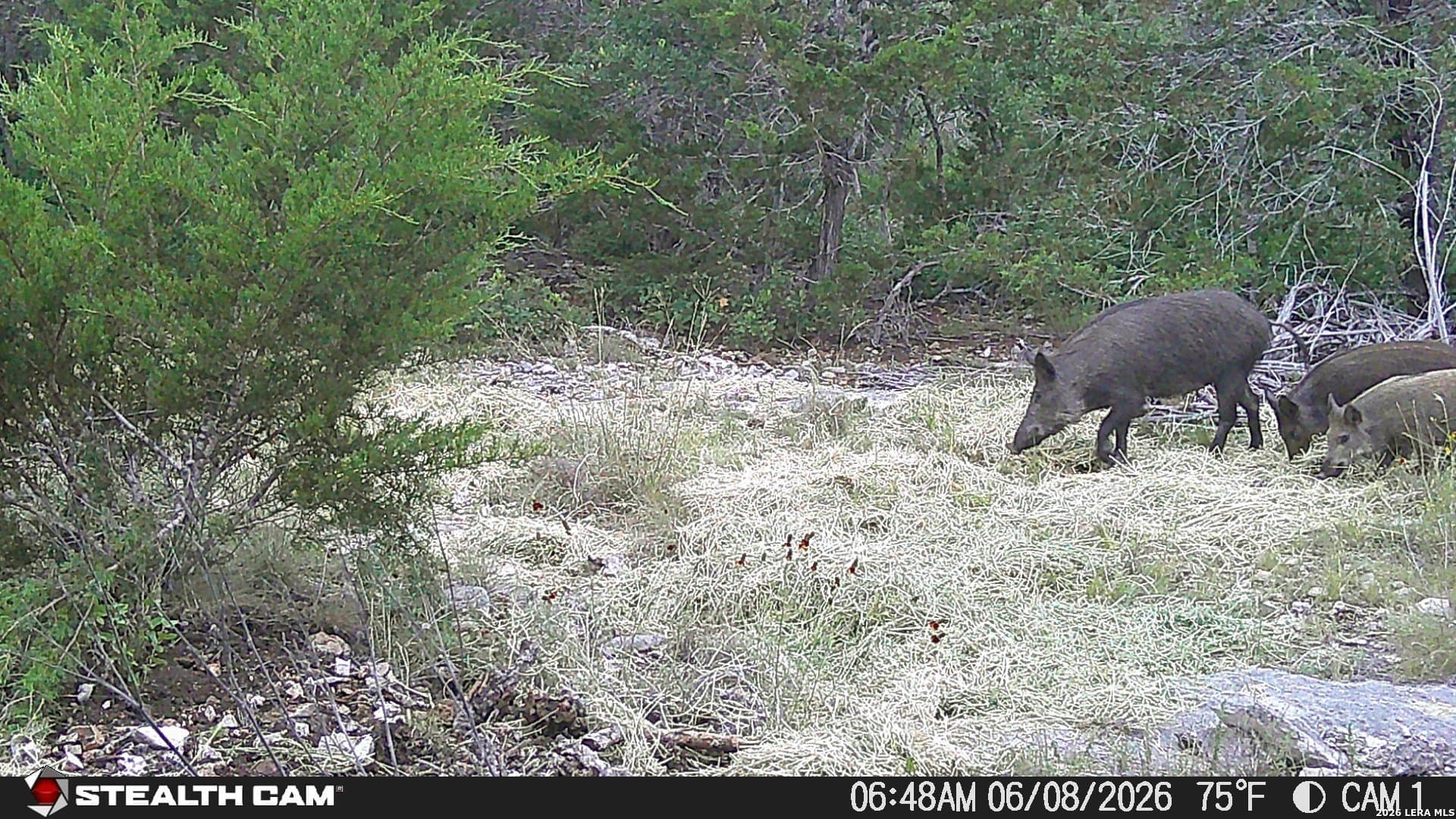 51.1 acres in Kerr County - photo 17