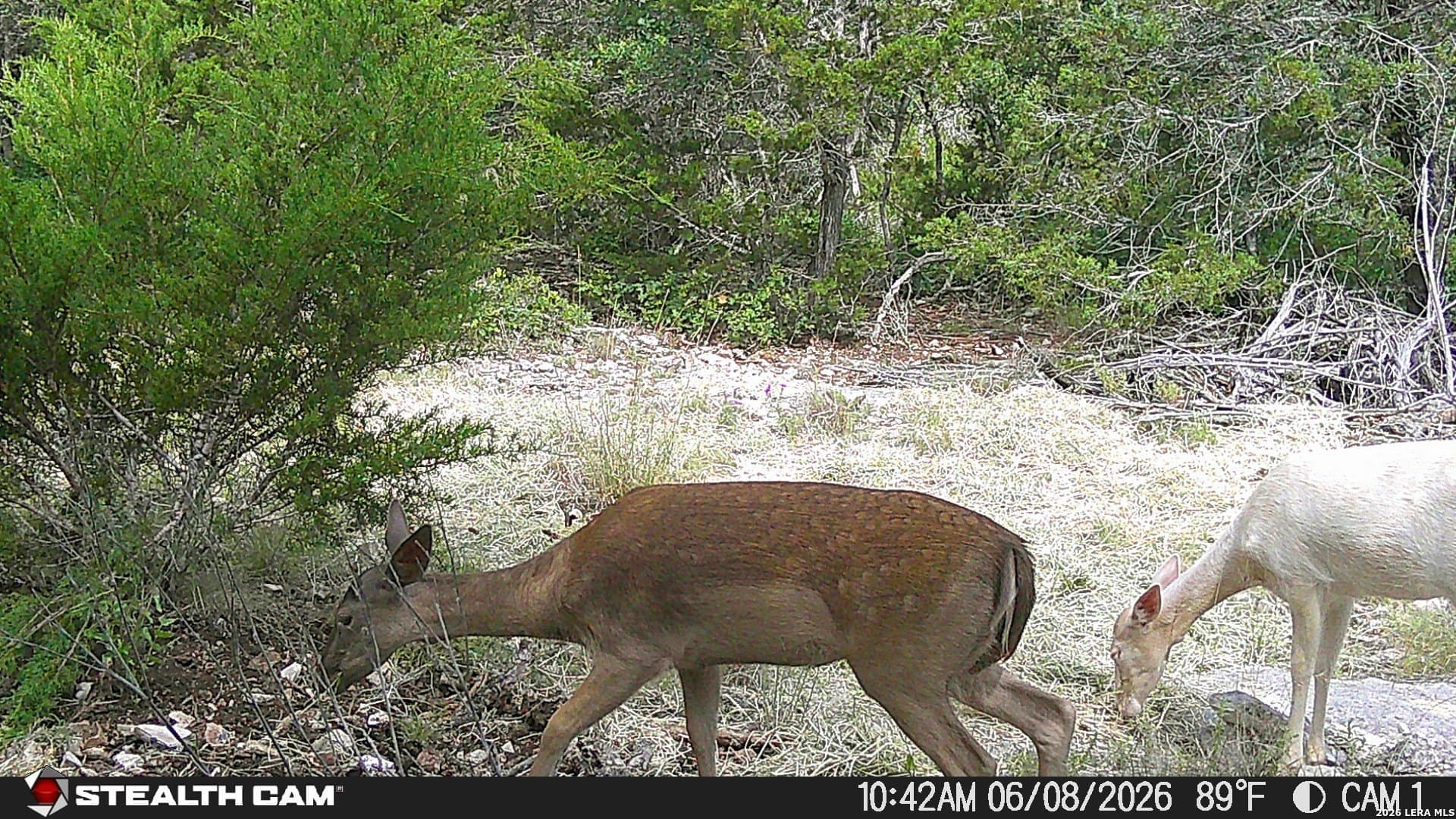 51.1 acres in Kerr County - photo 7