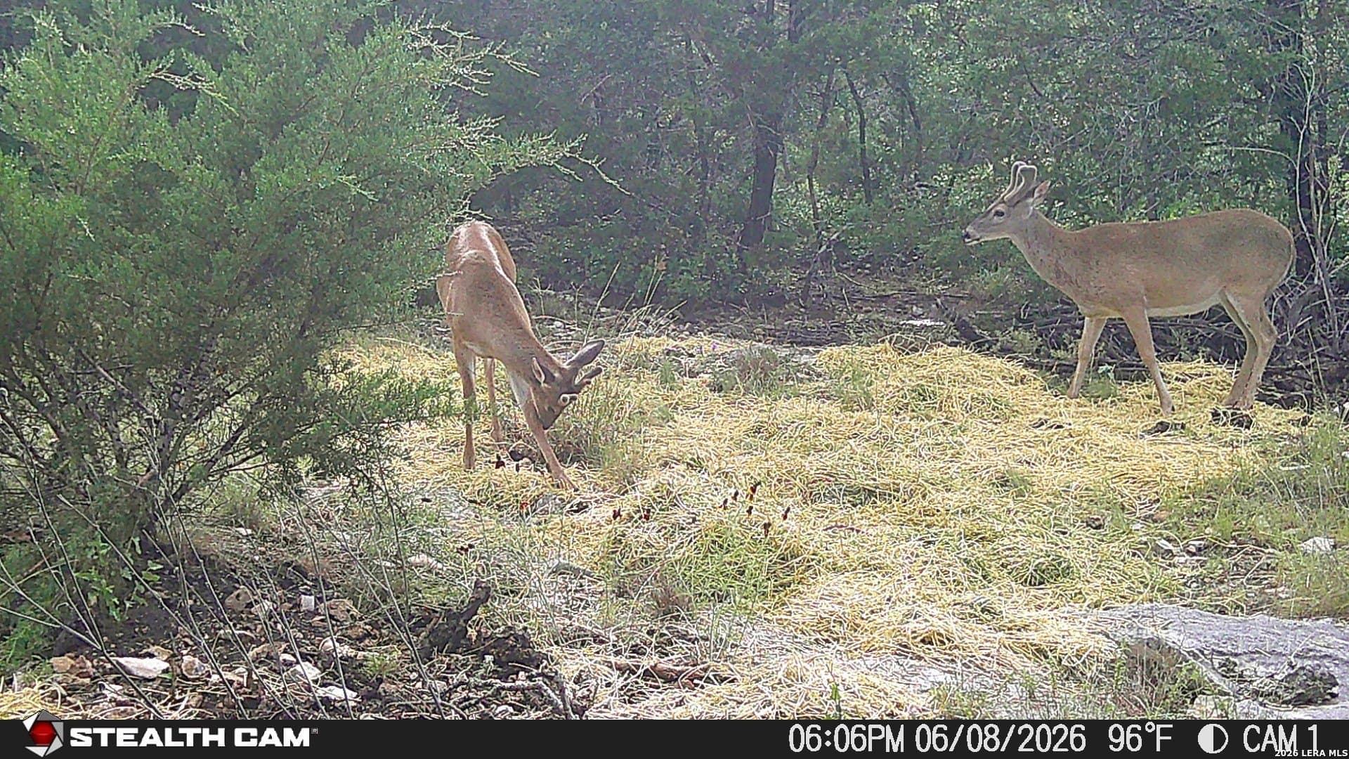 51.1 acres in Kerr County - photo 16