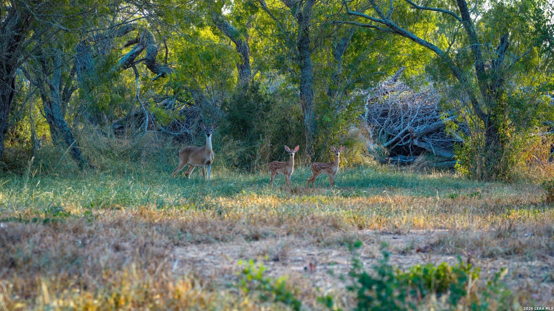 144.39 acres in Wilson County - photo 31