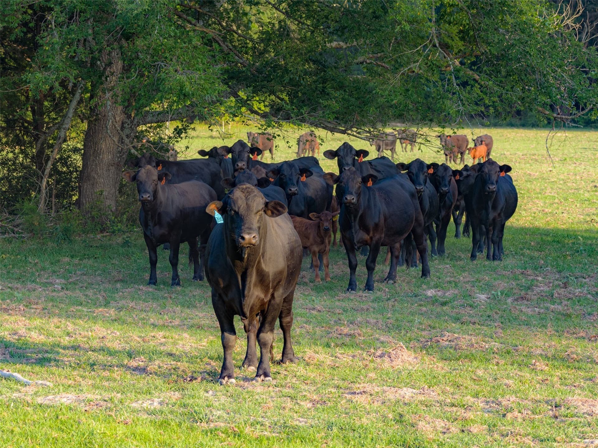 140 acres in Henderson County - photo 29