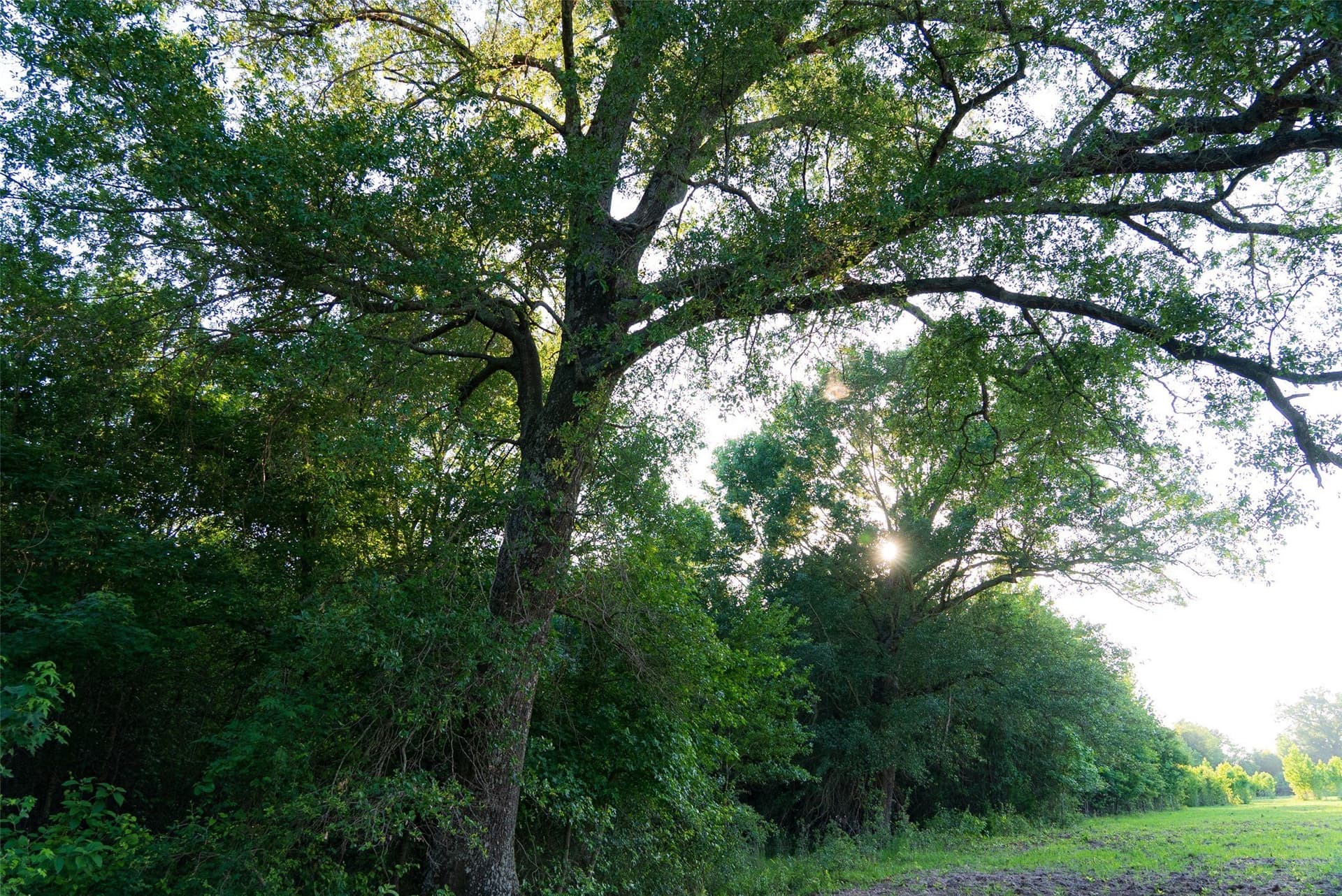 140 acres in Henderson County - photo 37