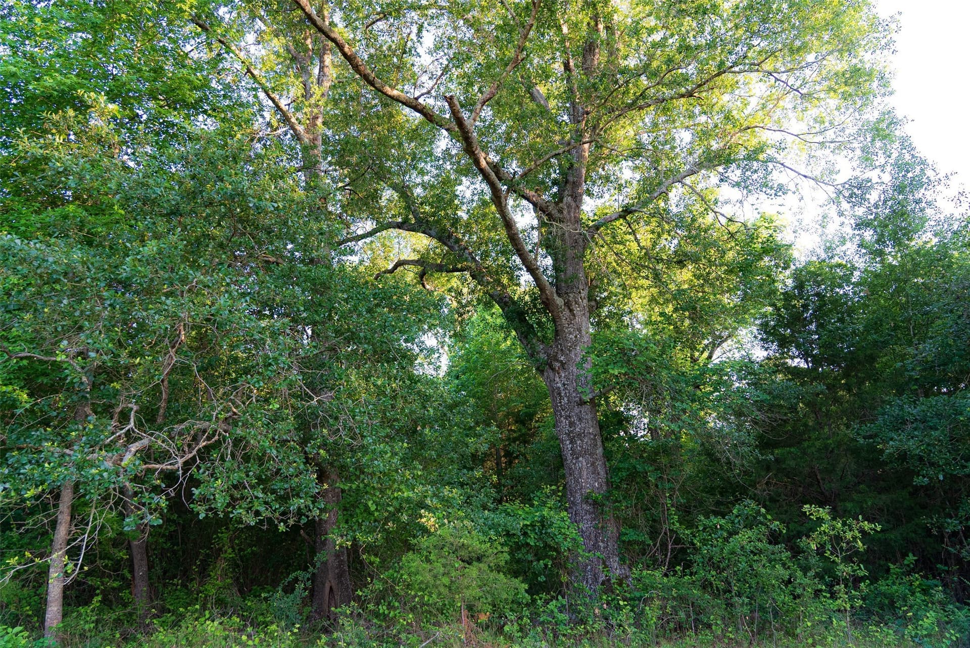 140 acres in Henderson County - photo 39