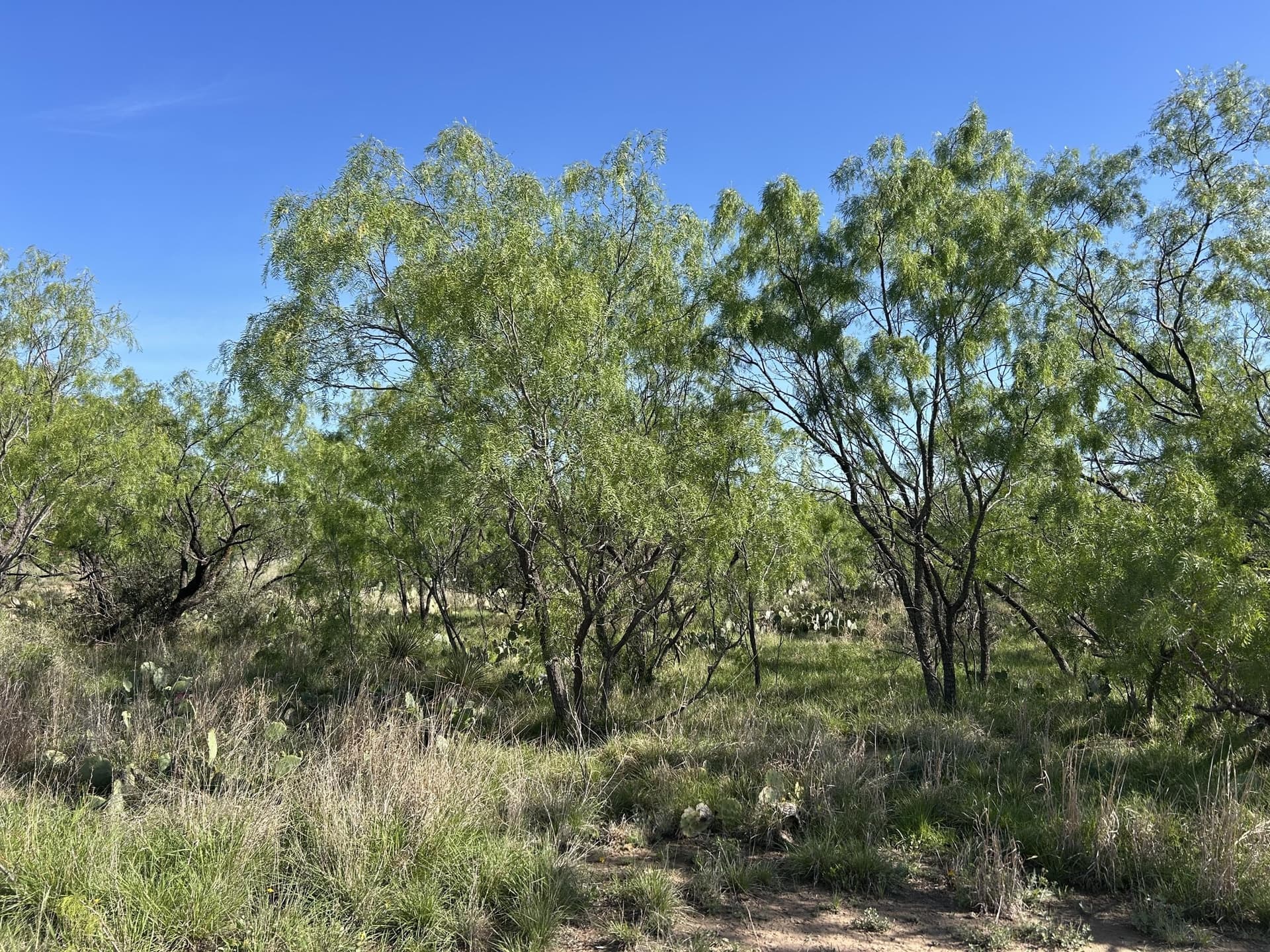 5 acres in Tom Green County gallery image 3