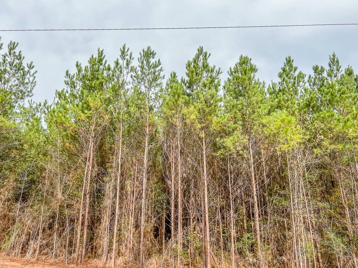 2.64 acres in Liberty County - photo 3