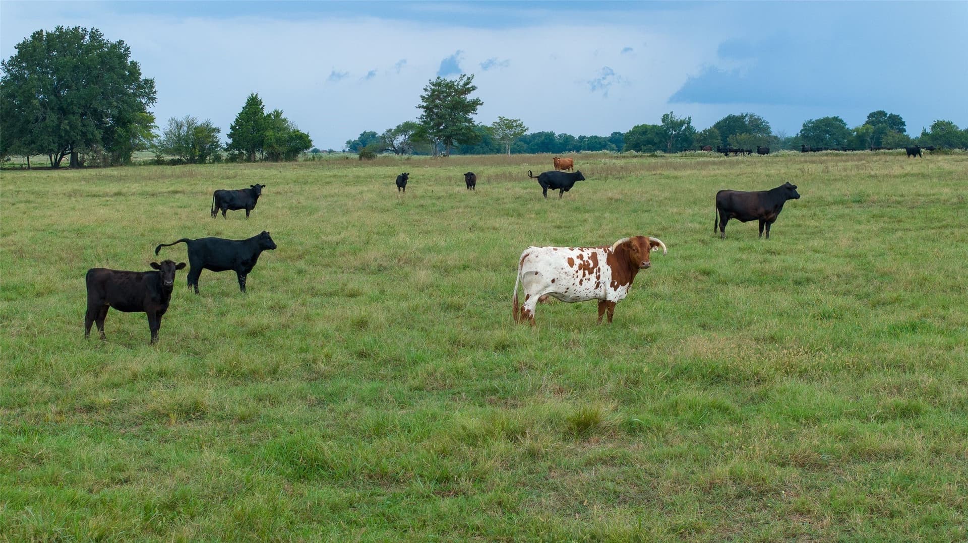 1,135 acres in Lamar County - photo 24