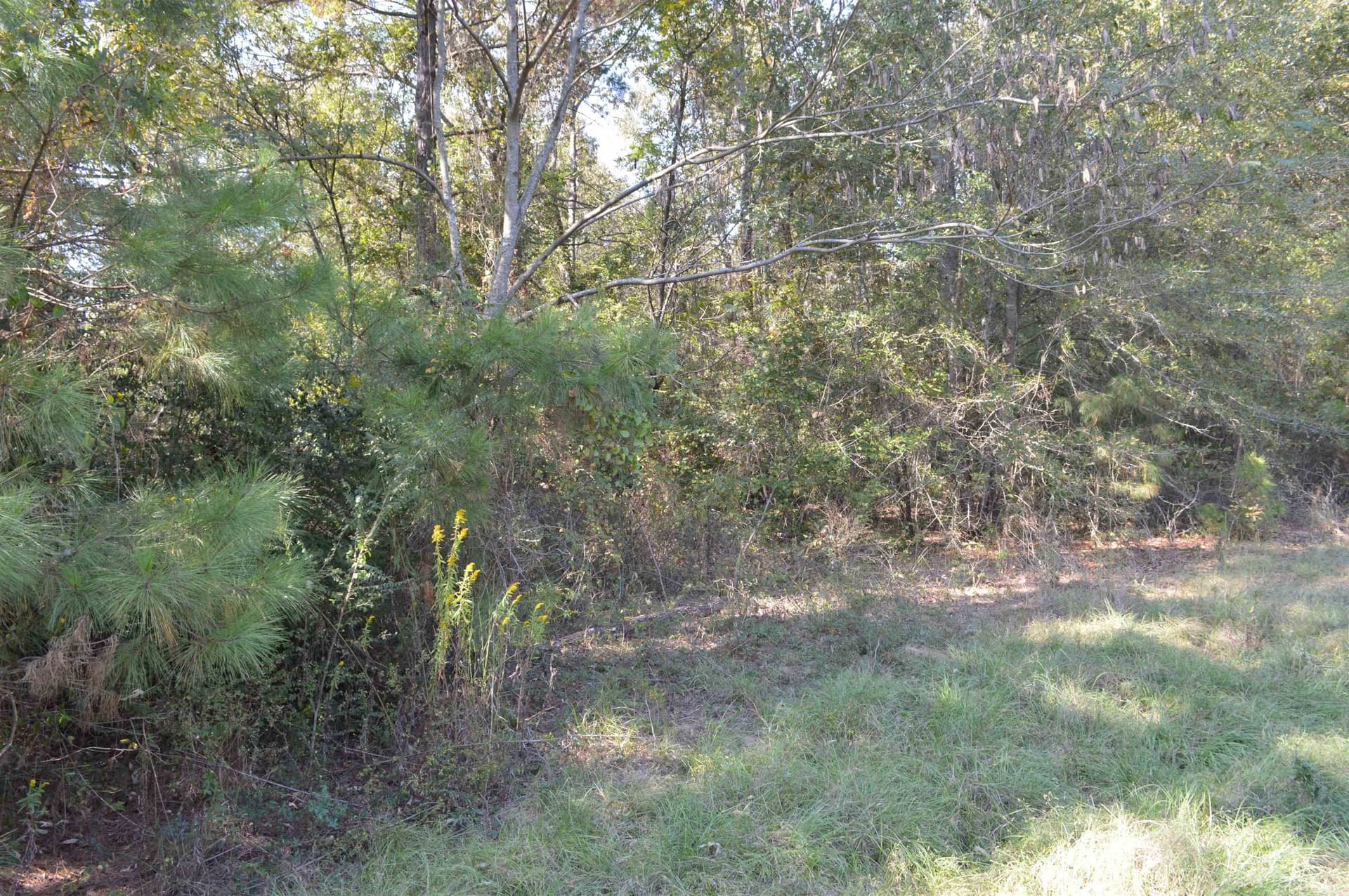 13.1 acres in Texas County gallery image 3